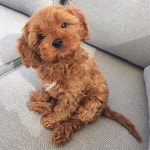 Soo Cutie🐕💋