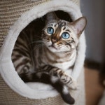 We Heart It의 이미지