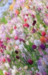 nature, flower 그리고 colors We Heart It의 이미지