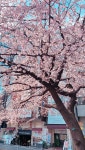 wallpaper, tree 그리고 landscape We Heart It의 이미지