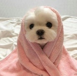cute, pink 그리고 dog We Heart It의 이미지