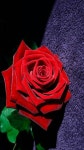 Fleur  rouge 