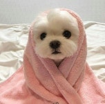 cute, pink 그리고 dog We Heart It의 이미지