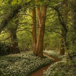 nature, happy 그리고 forest We Heart It의 이미지