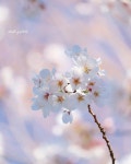 flower | flower, instagram 그리고 sakura