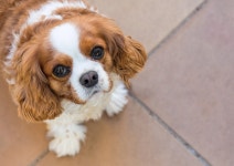 dog We Heart It의 이미지
