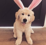 puppy, easter 그리고 golden retriever We Heart It의 이미지