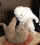 funny, lol 그리고 cat We Heart It의 이미지