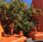 summer, orange 그리고 garden We Heart It의 이미지