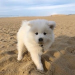 We Heart It의 {collection_name} 이미지 121개 | Samoyed, dog 그리고 white 이미지 더 보기 Samoyed