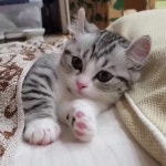 cat, animals 그리고 cats We Heart It의 이미지