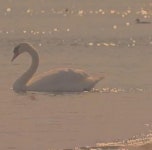 cute, nature 그리고 soft We Heart It의 이미지