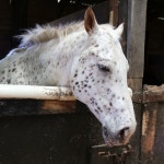 animals, horses 그리고 farm We Heart It의 이미지