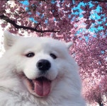 Samoyed cutie | cute, white 그리고 dog