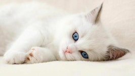 Gatito | cat, kitten 그리고 gato