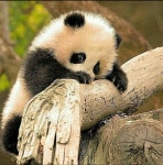 Oso panda  | cute, baby 그리고 lindo