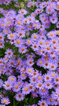 flowers, wallpapers 그리고 daisy We Heart It의 이미지
