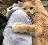 so cute | cute, lovely 그리고 cat