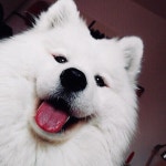pet, pets, dog, dogs, sweet, puppy, cute | cute, sweet 그리고 dog