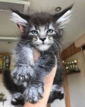 Lynx wolf | love, cute 그리고 beautiful
