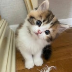 cat, animals 그리고 cats We Heart It의 이미지