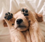 We Heart It의 {collection_name} 이미지 333개 | animal, cute 그리고 dog 이미지 더 보기 Cute pets