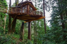 happy, forest 그리고 woods We Heart It의 이미지