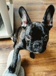 sweet, dog 그리고 puppy We Heart It의 이미지