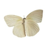 white butterfly png | white, butterfly 그리고 white png