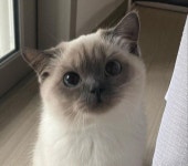 cute, aesthetic 그리고 adorable We Heart It의 이미지