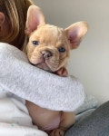 We Heart It의 {collection_name} 이미지 144개 | animal, cute 그리고 pet 이미지 더 보기 animals