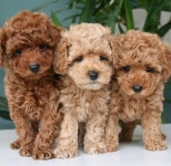 dog, animal 그리고 pet We Heart It의 이미지