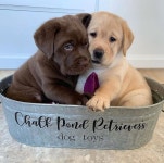 dogs We Heart It의 이미지