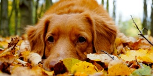Dog in the leaves | dog, fall 그리고 leaves