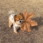 We Heart It의 {collection_name} 이미지 1000+개 | animal, cute 그리고 cat 이미지 더 보기 cuties