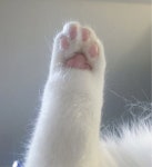 cute, cat 그리고 animals We Heart It의 이미지