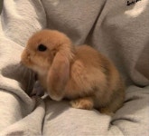 We Heart It의 {collection_name} 이미지 28개 | animal, cute 그리고 cat 이미지 더 보기 Cute,animals♡