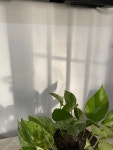 Morning | green, plants 그리고 shadows Morning  | green, plants 그리고 shadows