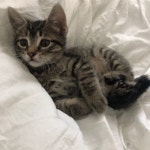 cat, icon 그리고 icons We Heart It의 이미지