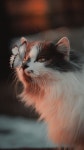 We Heart It의 {collection_name} 이미지 919개 | cat, animal 그리고 kitten 이미지 더 보기 🐱 Cats 🐱