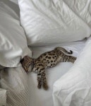 We Heart It의 {collection_name} 이미지 57개 | animal, cute 그리고 pet 이미지 더 보기 bb