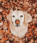 fall dog | dog 그리고 fall