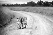 tiger We Heart It의 이미지