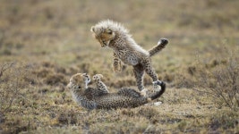 cheetah | cute, beautiful 그리고 photography