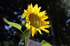 와이고수 - 180714 동네 뒷산 출사 180714 동네 뒷산 출사