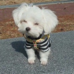 와이고수 - 우리집 멍뭉이 