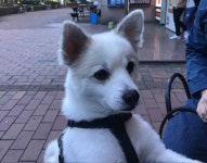 와이고수 - 우리집 강아지 우리집 강아지