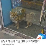 와이고수 - 호돌이 네 이놈 호돌이 네 이놈