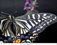 -나비- - COOL 갤러리