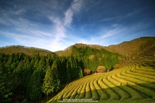 [10D] 이른아침.. 햇빛받은 보성다원 풍경 4장 - COOL 갤러리